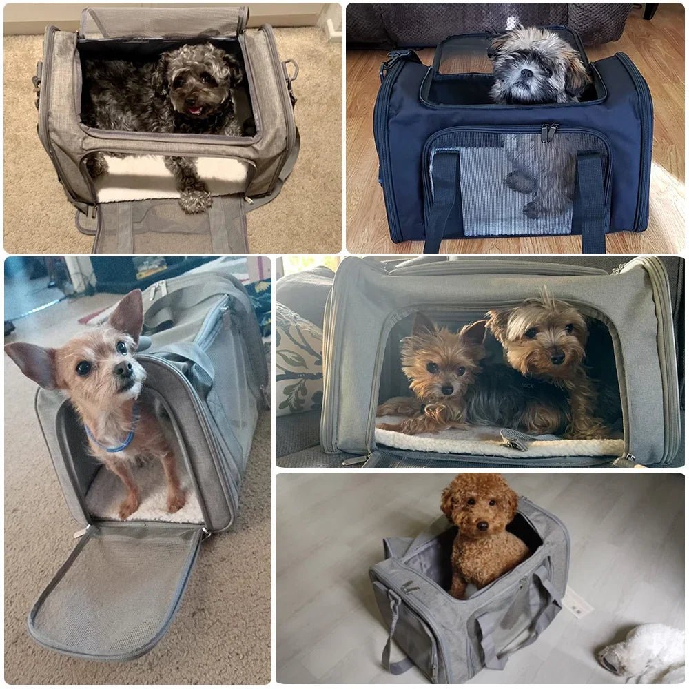 Différents chiens dans des sacs de transport souples pour animaux de compagnie