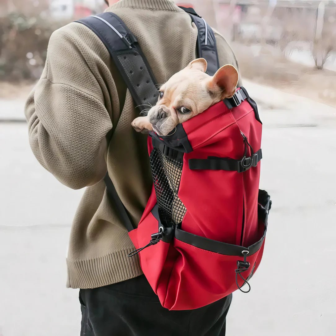 Petit faon Bouledogue Français regardant depuis un sac à dos rouge pour chien 20kg