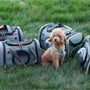 Chien Poodle brun portant un harnais bleu entouré de sacs de transport pour animaux