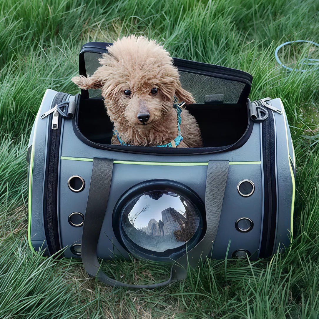 Chien poodle mignon marron dans sac hublot à bandoulière pour chat et chien